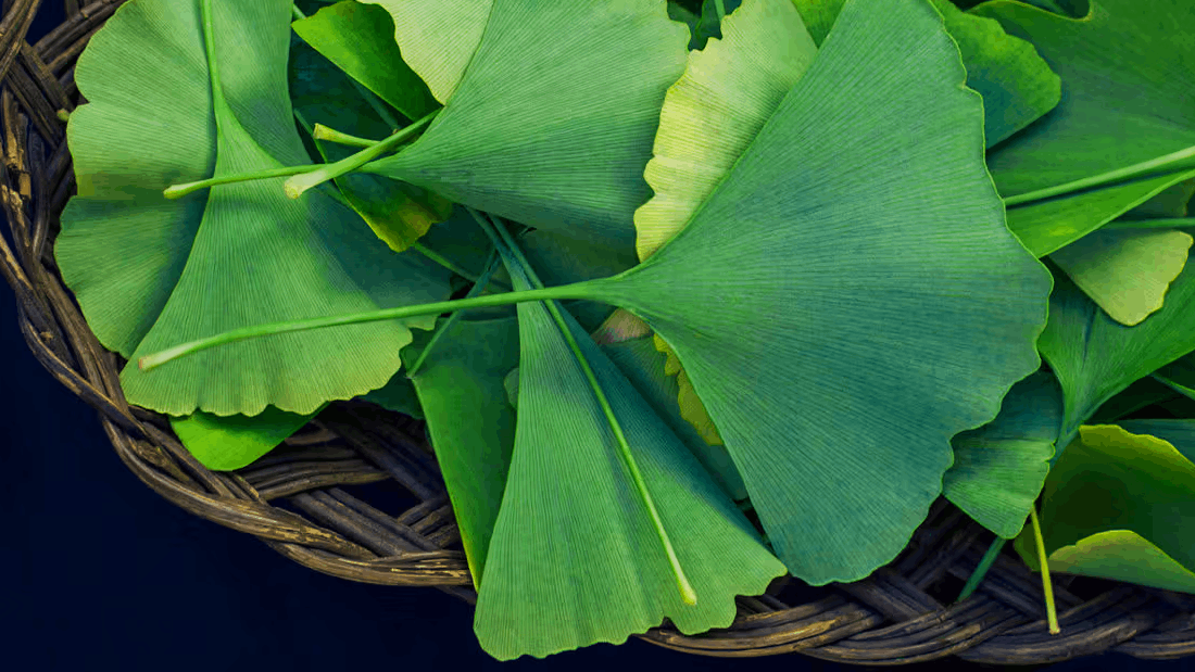 Ginkgo Biloba for Libido: What the Research Actually Shows