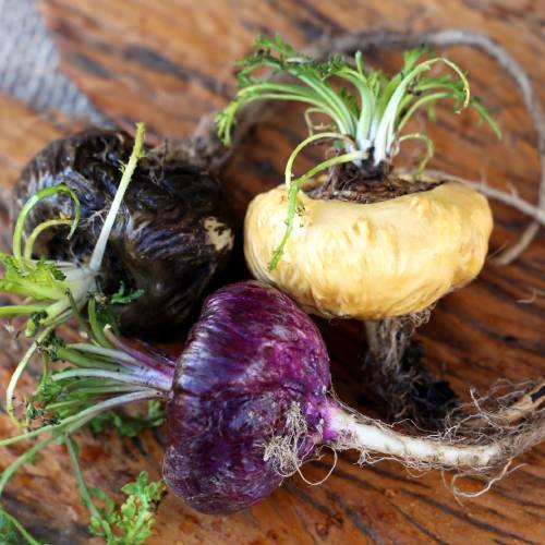 Why Maca Root is a Game-Changer for Sexual Wellness