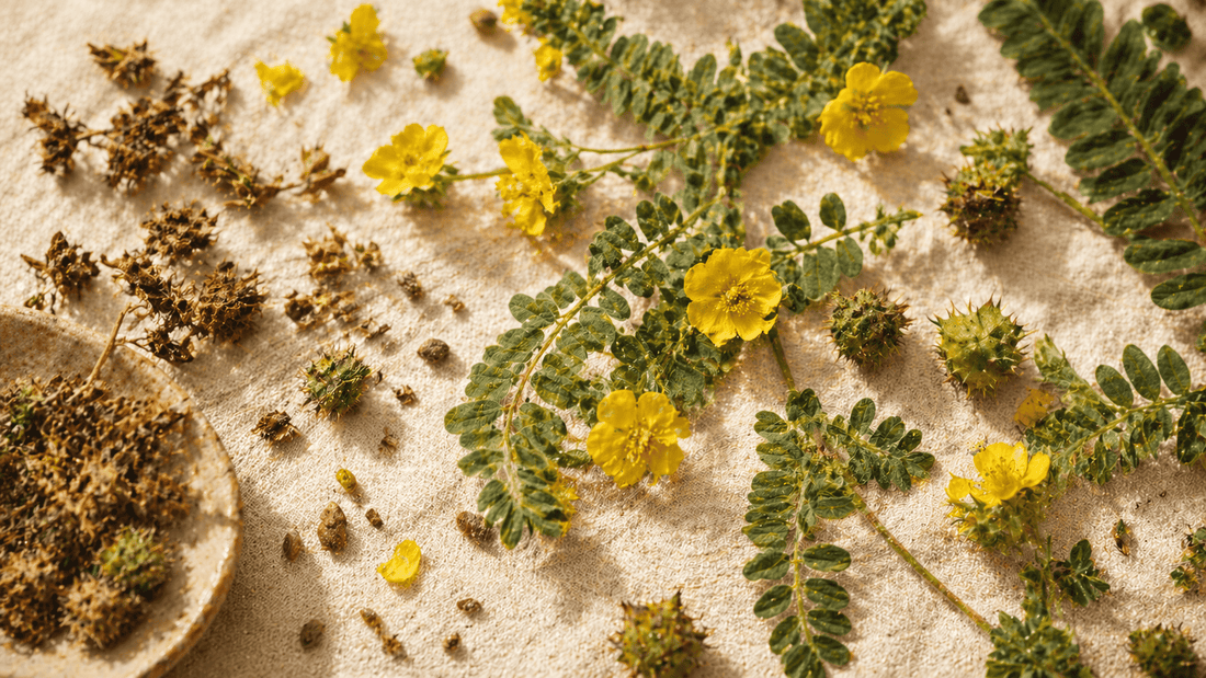 Tribulus Terrestris for Libido: What the Research Says
