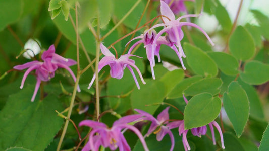 Horny Goat Weed: Unlocking Its Benefits for Libido and Vitality