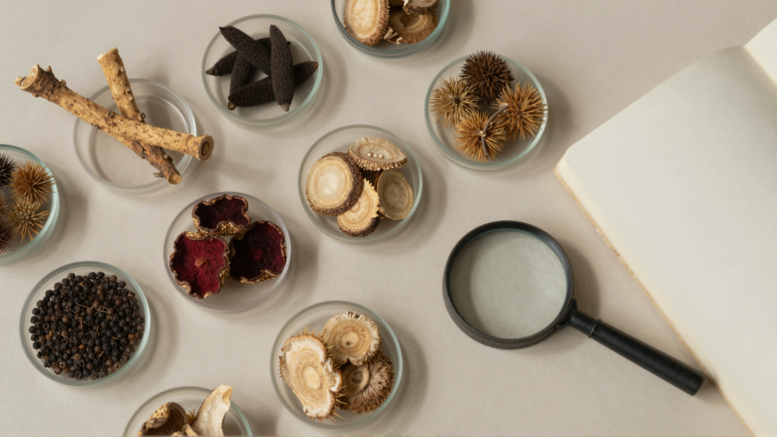 Dried libido supplement botanicals in glass dishes with a magnifying glass and notebook